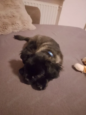 Malteser Chihuahua welpe 3 mon