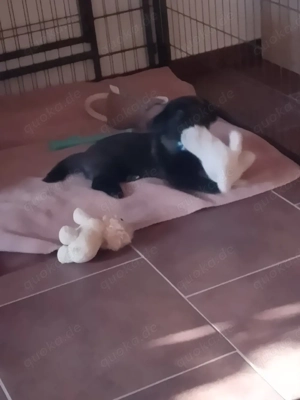 malteser Chihuahua welpe