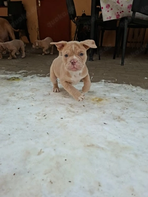 Noch ein Old English Bulldog Rüde abzugeben 