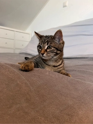 Kitten   junge Katze abzugeben