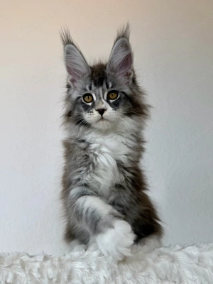 maine coon mädchen