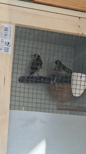 Stieglitz europäisch