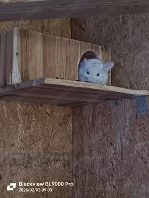 Drei Chinchilla Weibchen 