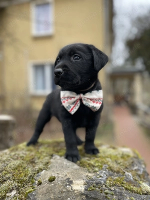 Noch zwei Labrador Rüden aus der Arbeitslinie. Bild 2