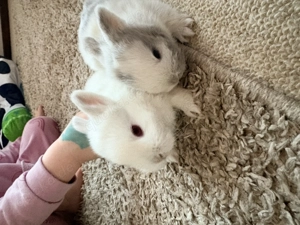 Hasen Babys abzugeben 