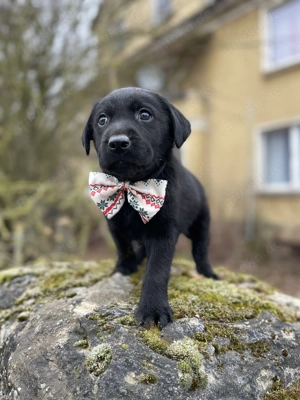 Noch zwei Labrador Rüden aus der Arbeitslinie.