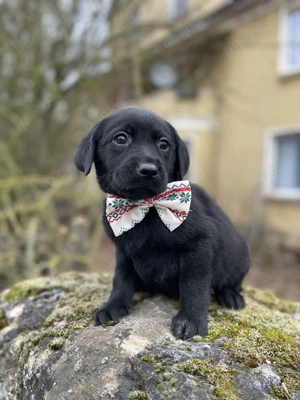 Noch zwei Labrador Rüden aus der Arbeitslinie. Bild 3