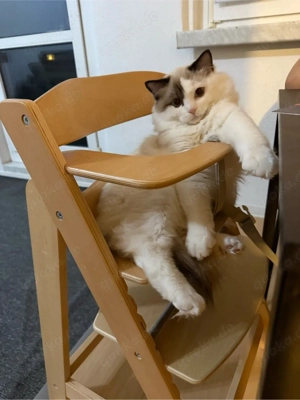Ragdoll Kater geb.8.6.25 kastriert