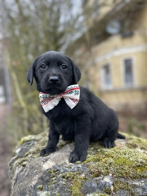 Noch zwei Labrador Rüden aus der Arbeitslinie. Bild 4