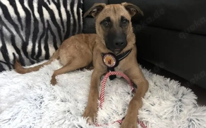 Jungspund Baily wartet auf dich