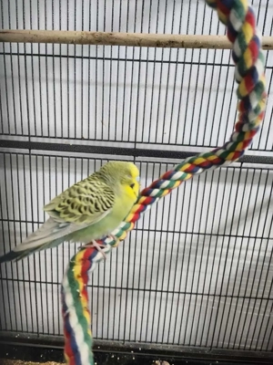 wellensittich weibchen zuchtreif 