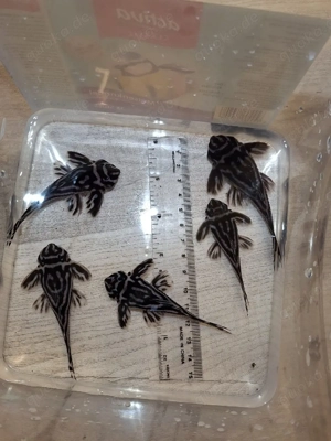 L46 Zebrawels Zuchtgruppe 