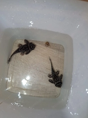 L46 Zebrawels Zuchtmännchen adult 