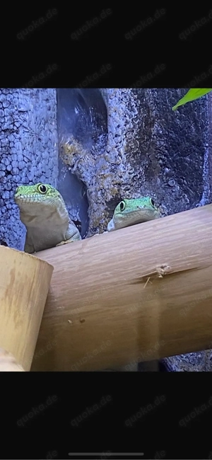 Phelsuma standingi, Dornwaldtaggecko
