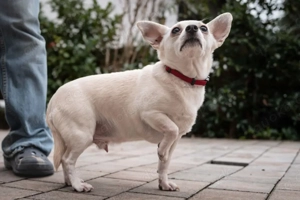 Fueri - 9 Jahre - Chihuahua-Mix - Tierhilfe Franken e.V. Bild 6