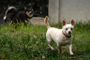 Fueri - 9 Jahre - Chihuahua-Mix - Tierhilfe Franken e.V. Bild 7