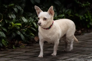 Fueri - 9 Jahre - Chihuahua-Mix - Tierhilfe Franken e.V. Bild 4