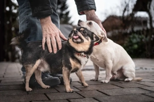 Fueri - 9 Jahre - Chihuahua-Mix - Tierhilfe Franken e.V. Bild 10