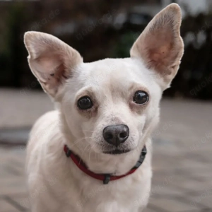 Fueri - 9 Jahre - Chihuahua-Mix - Tierhilfe Franken e.V.