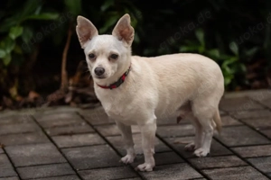 Fueri - 9 Jahre - Chihuahua-Mix - Tierhilfe Franken e.V. Bild 3
