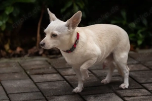 Fueri - 9 Jahre - Chihuahua-Mix - Tierhilfe Franken e.V. Bild 5