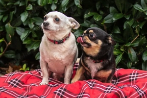 Fueri - 9 Jahre - Chihuahua-Mix - Tierhilfe Franken e.V. Bild 9