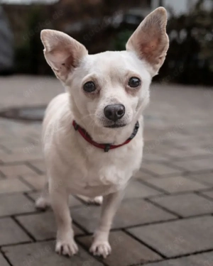 Fueri - 9 Jahre - Chihuahua-Mix - Tierhilfe Franken e.V. Bild 2