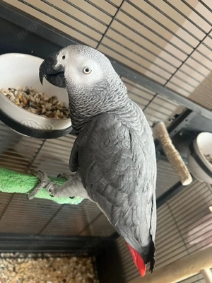 Graupapagei Pärchen 