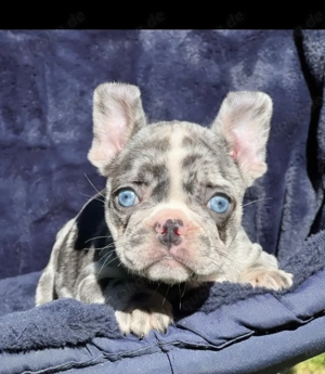 Französische Bulldoggen Welpen suchen ein schönes Zuhause 