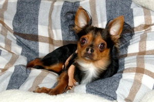 Jupi - 1 Jahr - Chihuahua-Mix - Tierhilfe Franken e.V.