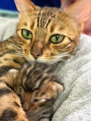 Bengal Katze sucht liebevolles neues Zuhause 