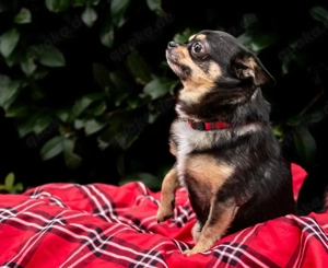 Dobby Chi - 5 Jahre - Chihuahua - Tierhilfe Franken e.V. Bild 5