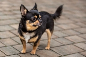 Dobby Chi - 5 Jahre - Chihuahua - Tierhilfe Franken e.V. Bild 4