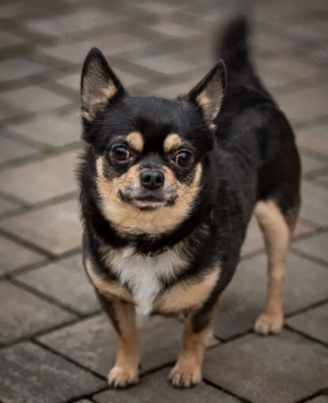 Dobby Chi - 5 Jahre - Chihuahua - Tierhilfe Franken e.V. Bild 2