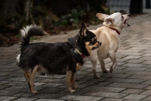 Dobby Chi - 5 Jahre - Chihuahua - Tierhilfe Franken e.V. Bild 9