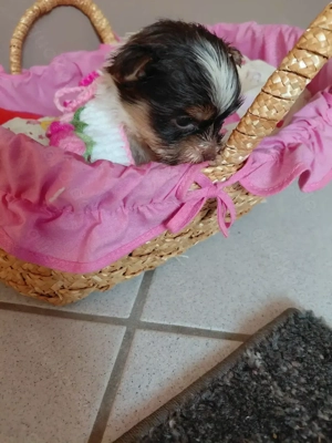 4kleine Biro Yorkshire Mädchen zu verkaufen 