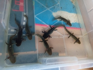 Axolotl Jungtiere 