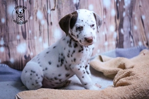 Noch 2 wunderschöne Dalmatiner Welpen suchen ihre Familien 