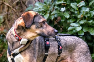 Mostie - Mischling - 5 Jahre - Tierhilfe Franken e.V. Bild 4