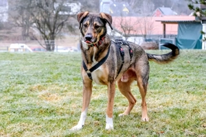 Mostie - Mischling - 5 Jahre - Tierhilfe Franken e.V. Bild 9