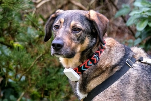 Mostie - Mischling - 5 Jahre - Tierhilfe Franken e.V. Bild 3