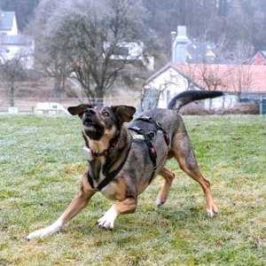 Mostie - Mischling - 5 Jahre - Tierhilfe Franken e.V. Bild 10