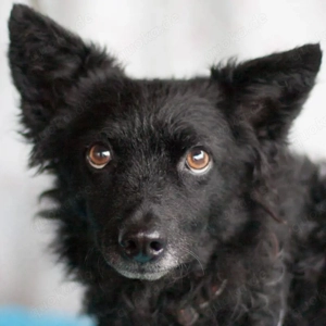 Marena - 4 Jahre - Mix - Tierhilfe Franken e.V.