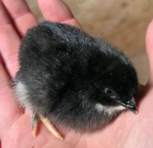 Bruteier Schwarze Bovan Hühner