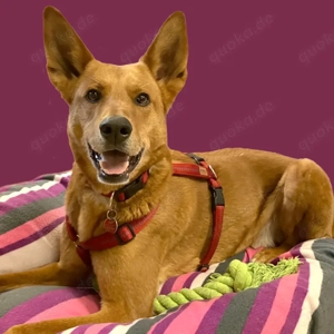 Red Teddy - 7 Jahre - Mix - Tierhilfe Franken e.V.