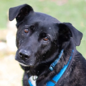 Onyx - 4 Jahre - Mix - Tierhilfe Franken e.V: