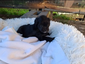 Wunderschöne Mischlingswelpen