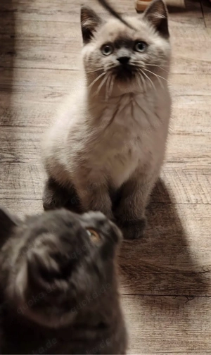 2 Britisch Kurzhaar zu verkaufen