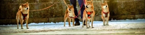  AMANE hübsche SHIBA INU-Hündin mit rotem Fell geboren