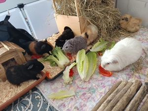 Meerschweinchen Lunkarya & Rosetten 